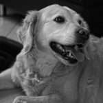 adoptee : Klex | Klex | Klex