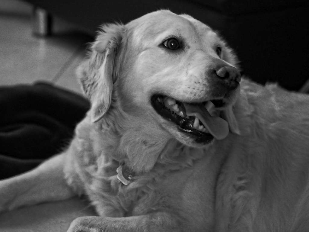 Mein Name ist Klex. Ich warte schon auf dich im Tierheim Happy Dog in Camino Venijobre 163 | 38738 La Sabina