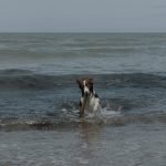 adoptee : Klex | Klex | Klex