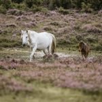 adoptee : Rashi | Rashi | Rashi