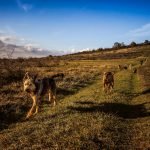 adoptee : Klex | Klex | Klex