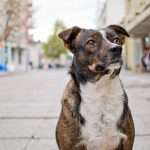 adoptee : Shadow | Shadow | Shadow