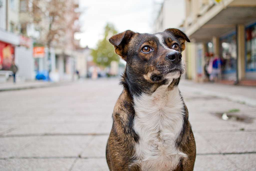 Mein Name ist Shadow. Ich warte schon auf dich im Tierheim Happy Dog in Camino Venijobre 163 | 38738 La Sabina