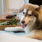 adoptee : Malamut | Malamut | Malamut