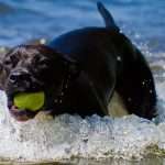 Shelter : Happy Dog | Camino Venijobre 163 | 38738 La Sabina