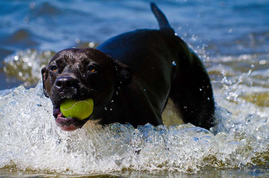 Shelter : Happy Dog | Camino Venijobre 163 | 38738 La Sabina