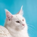 adoptee : MiezeKatze | MiezeKatze | MiezeKatze