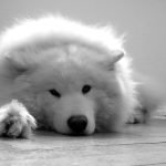 adoptee : Butch | Butch | Butch