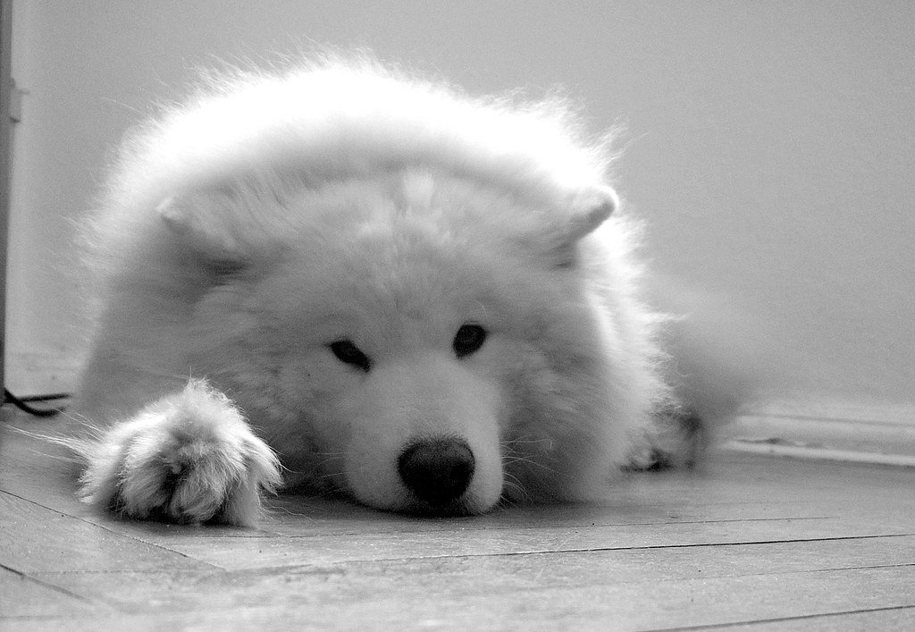 Mein Name ist Butch. Ich warte schon auf dich im Tierheim Happy Cats & Dogs in Giesenfeldstrasse 12 | 75205 El Paso