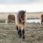 Shelter : Horses Only | Camino Antonio 150 | 38730 Villa De Mazo