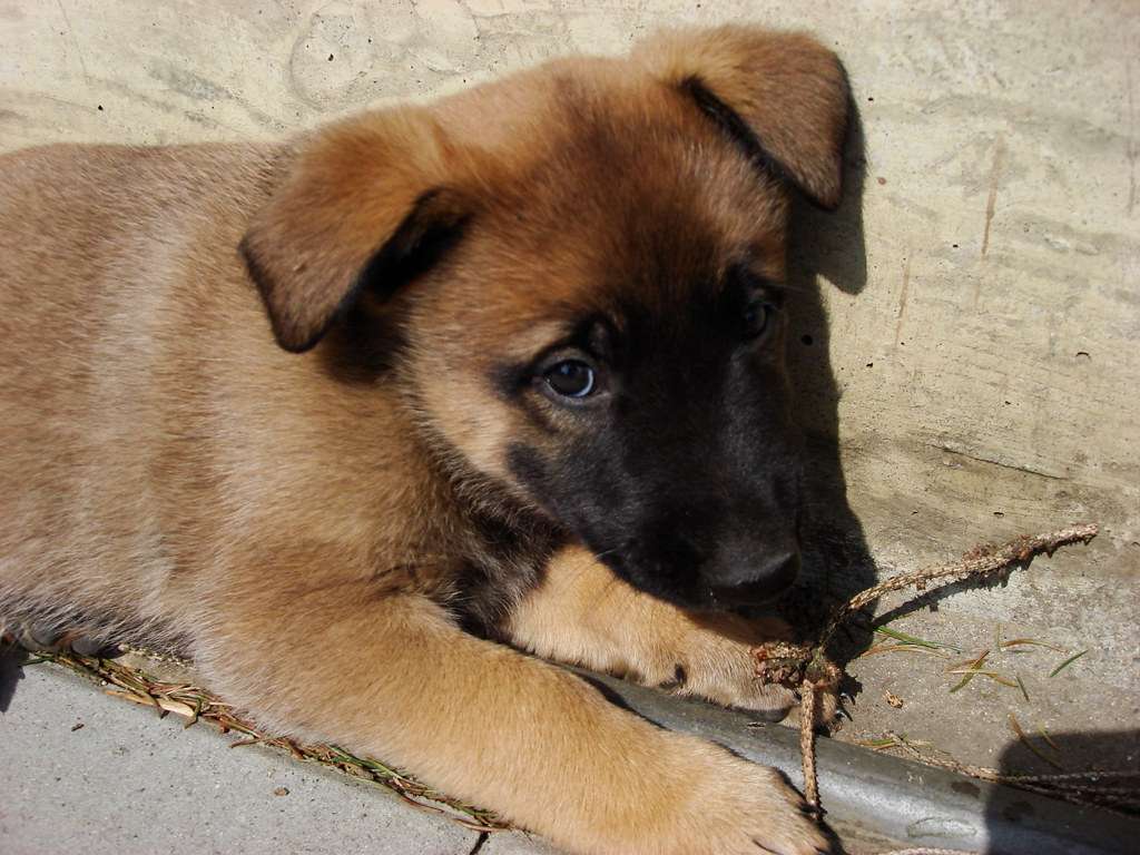 Mein Name ist Shadow. Ich warte schon auf dich im Tierheim Happy Dog in Camino Venijobre 163 | 38738 La Sabina