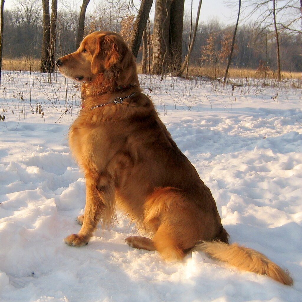 Mein Name ist Malamut. Ich warte schon auf dich im Tierheim Happy Dog in Camino Venijobre 163 | 38738 La Sabina