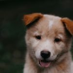 Shelter : Happy Dog | Camino Venijobre 163 | 38738 La Sabina