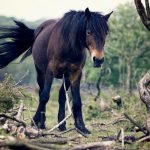 Shelter : Horses Only | Camino Antonio 150 | 38730 Villa De Mazo