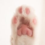 Shelter : Furry Cat | Camino Venijobre 163 | 38738 La Sabina