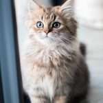 adoptee : Tom | Tom | Tom