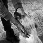 Shelter : Happy Dog | Camino Venijobre 163 | 38738 La Sabina