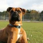 adoptee : Butch | Butch | Butch