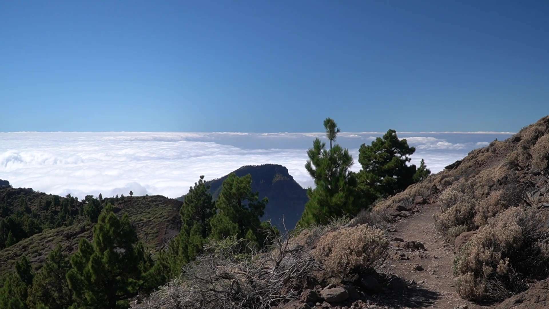 Vet : Clinic Dr Doolitte | Animal Help 15 | 78781 La Palma