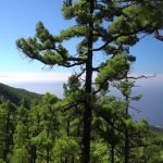 Vet : Clinic Dr Doolitte | Animal Help 15 | 78781 La Palma