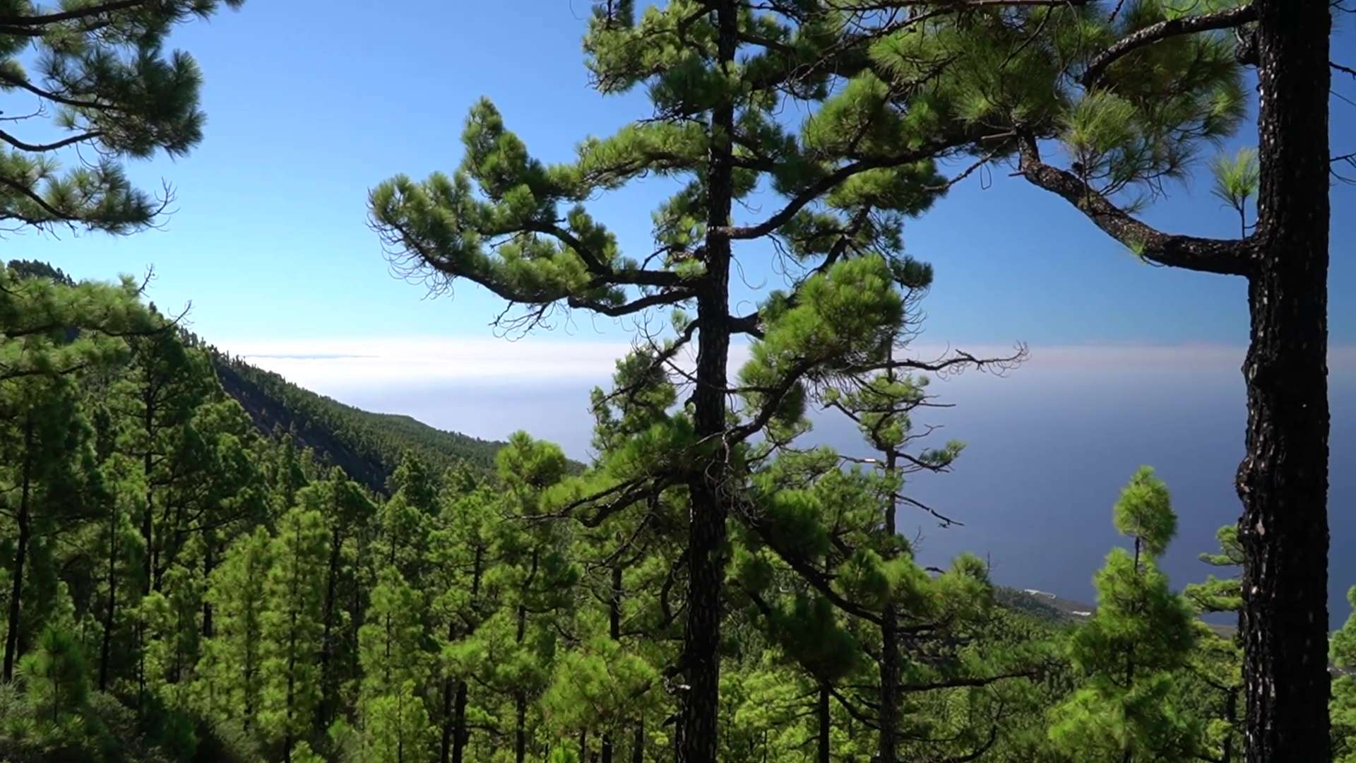 Vet : Clinic Dr Doolitte | Animal Help 15 | 78781 La Palma