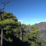 Vet : Clinic Dr Doolitte | Animal Help 15 | 78781 La Palma