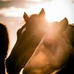 adoptee : Rashi | Rashi | Rashi