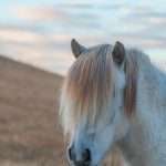 adoptee : Rashi | Rashi | Rashi