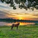 adoptee : Rashi | Rashi | Rashi